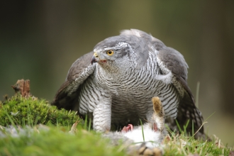 The North Devon Bird of Prey Centre