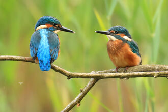 Two kingfishers looking at each other