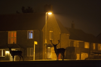 Fallow deer in an urban area