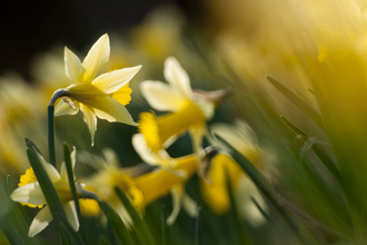 Wild daffodils growing