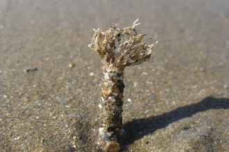 Sand mason worm