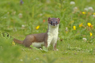 Stoat staying still in the grass