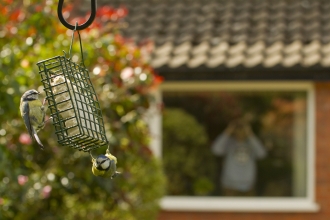 Blue tit on feeder with house in background