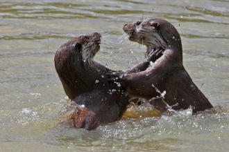 Two otters in the river
