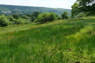 The Rough Devon Wildlife Trust nature reserve 