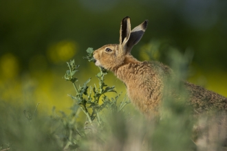 Brown hare Lepus europaeus