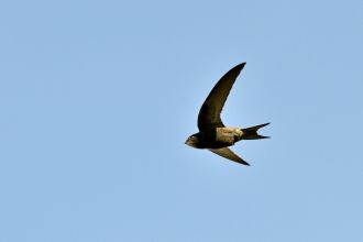 Swift flying