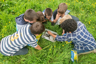 Children looking at insects in a tray