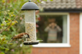 House sparrow feeding in a garden