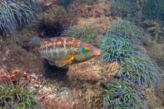 Corkwing wrasse in Torbay