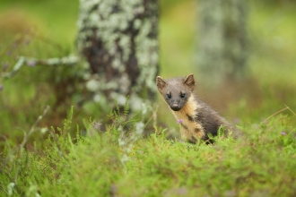 A pine marten peaks through the grass