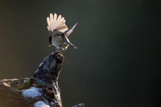 Willow tit on branch
