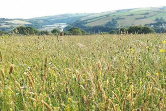 Looking across meadow to river valley