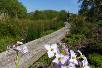 Boardwalk through reserve with pink flower in foreground