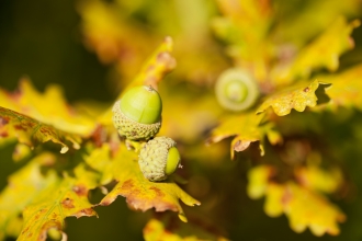 Acorns growing on an oak in autumn