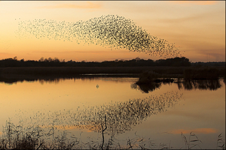 Starling murmation at sunset flying over water