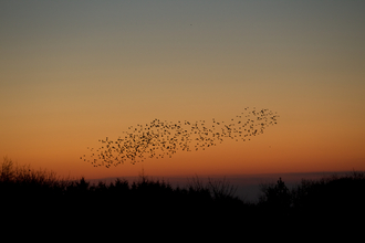 Starlings flying through an orange sunset