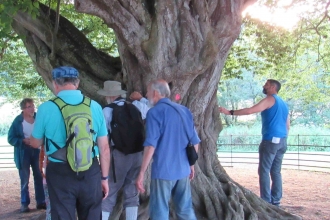 Beam, Hornbeam tree being inspected