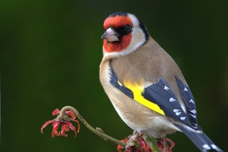 Goldfinch, Neil Bygrave