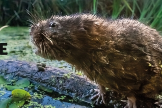 Water vole and text