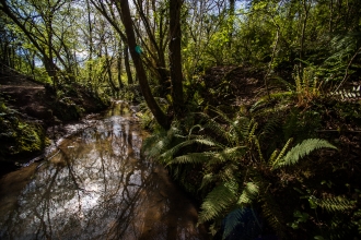 Mincinglake Valley Park