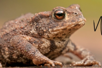 Toad