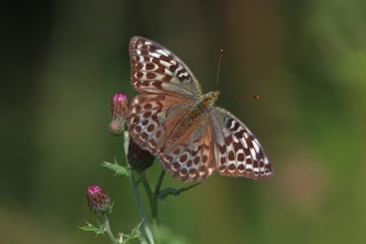 Silver washed fritillary