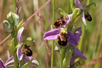 Orchid that looks like a bee