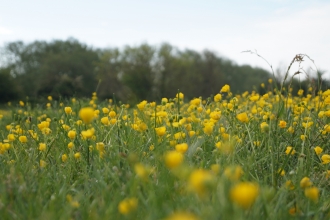 riverside buttercups