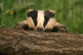 badger