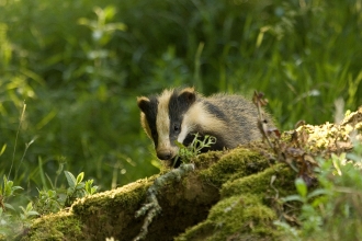badger