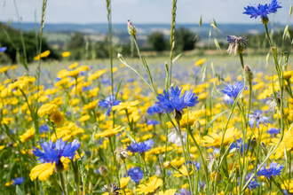 Cornflowers at a wildflower meadow at Ludwell Valley Park