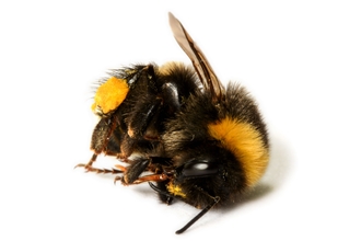 dead bumblebee