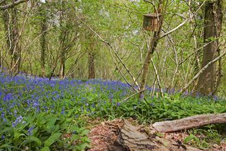 Bluebells at Lady Wood