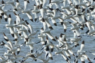Stuart Line Bird Watching Cruise banner
