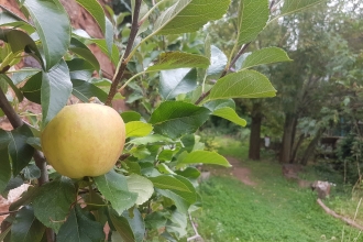 orchard