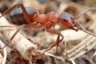 Narrow-headed ant