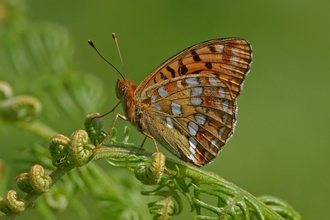 High brown fritillary butterfly on bracken.