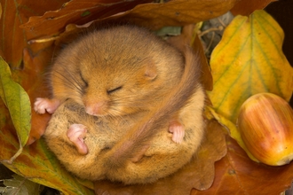 dormouse