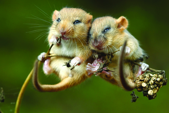 dormouse