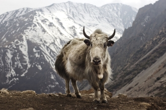 Tibetan yak on mountainside
