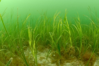 seagrass