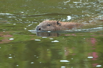 Beaver