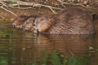beavers