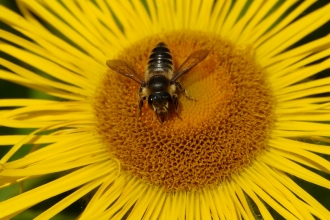 leafcutter bee