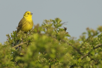 yellowhammer