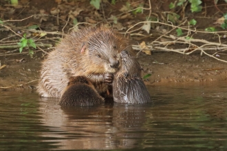 beaver with kits