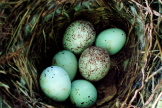 Seaton Jurassic Whose Egg? Garden Trail eggs in nest