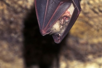 Greater horseshoe bat