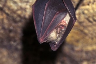 Greater horseshoe bat